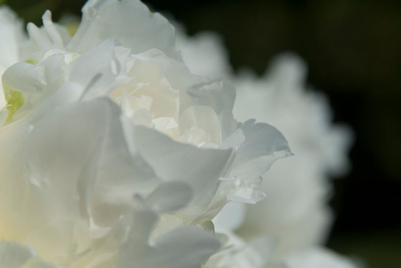 Drawn By Nature, Paeonia - Peony Rose blanc #002 par Peter Baak