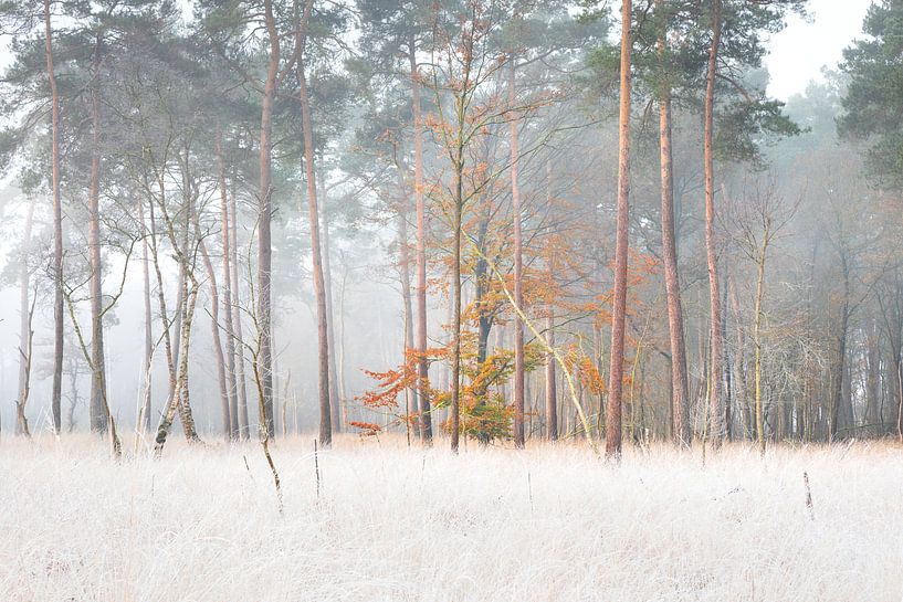 Un autre par Olha Rohulya
