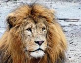 Close up van een leeuw van Petra Dielman thumbnail