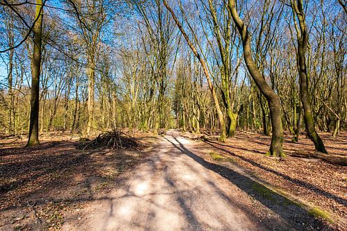 Forest path in the Speulderbos