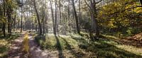 Sunbeams