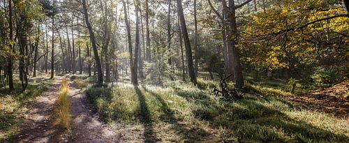 les rayons du soleil