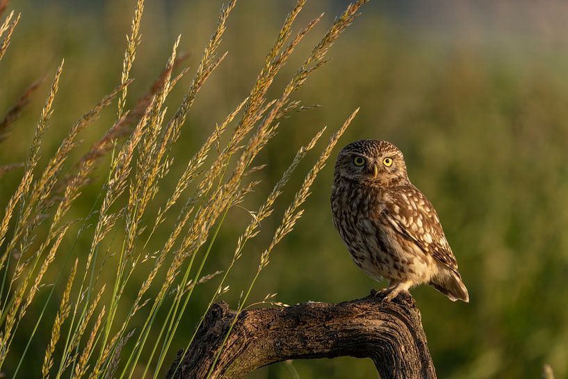Stone owl by Rando Kromkamp Natuurfotograaf