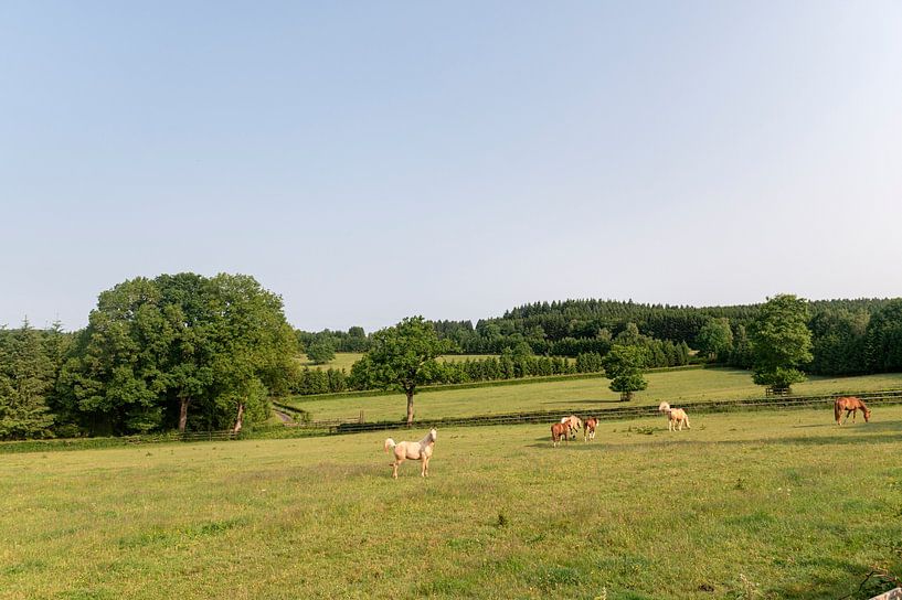 Landscape Weismes Belgium by Richard Wareham