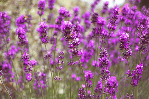 Lavendel in bloei
