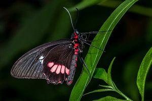 Tropische vlinder van Els Oomis