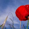 Coquelicot sur FotoGraaG Hanneke