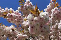 Roze prunus bloesem