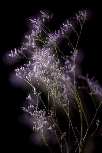 Small lilac flowers with black background