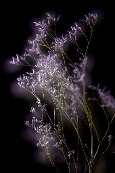 Kleine fliederfarbene Blumen mit schwarzem Hintergrund von Lisette Rijkers