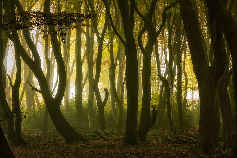 Spooky bos van Dennisart Fotografie