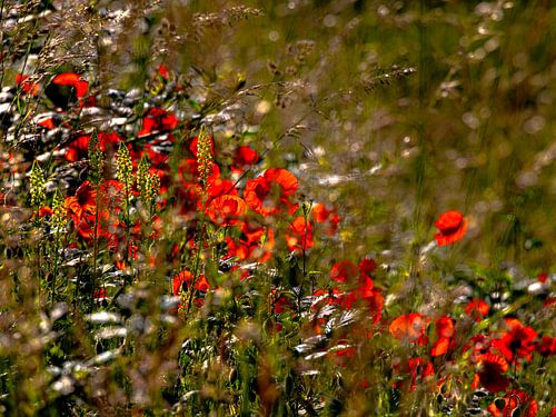 Poppy Field