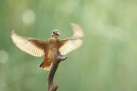 Martin-pêcheur alcedo atthis sur Vienna Wildlife