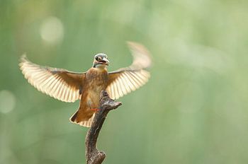 IJsvogel alcedo atthis