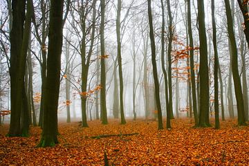 Herfst in het bos van gdhfotografie