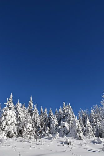 Een besneeuwd bos onder een blauwe hemel