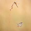So happy together van Lia Hulsbeek Brinkman