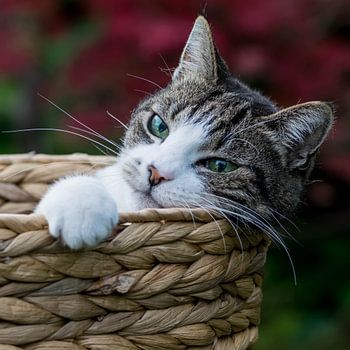 Cat in basket
