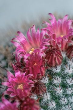 Cactus met bloemen. van Alie Ekkelenkamp