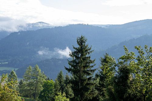 Blick über den Wald auf das Tal