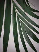 Blatt Areca Pflanze