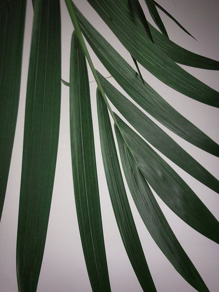 Leaf areca plant by Tuur Wouters