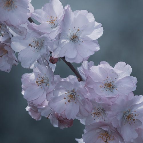 Roze kersenbloesem close-up: Sakura