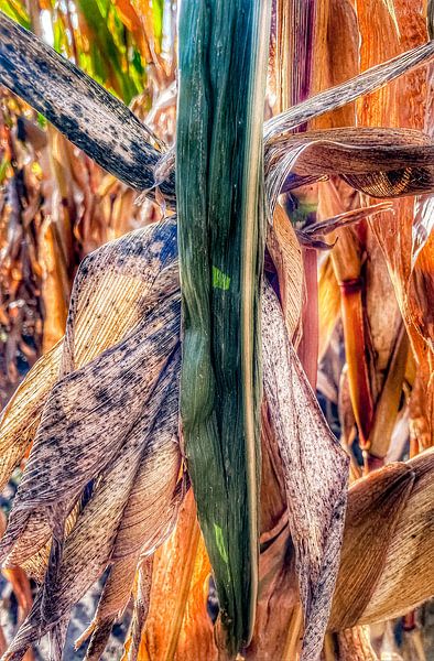 Mais Close up par Truckpowerr