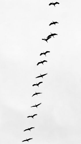 Kraanvogels in vlucht zwart-wit
