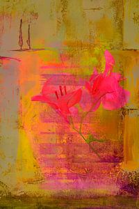 Die Toskana. Bougainvillea in Italien.