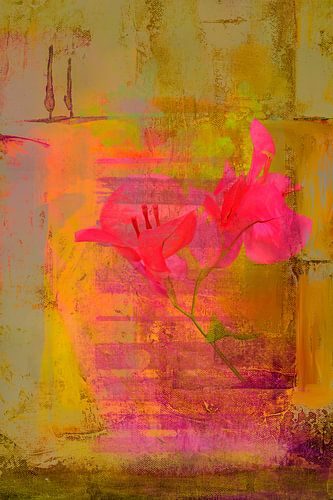 Toscane. Bougainvillea in Italië.