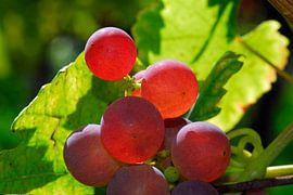 La vigne 1.1 sur Ingo Laue