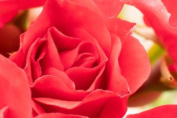 Eeuwige Liefde Vastgelegd: Prachtige Macrofoto van een Rode Roos van Remco Ditmar