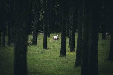 Moutons sur Jip van Bodegom