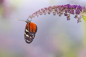 Tiger Longwing van Lia Hulsbeek Brinkman