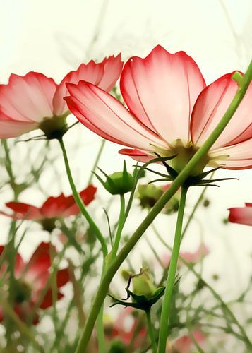 TENDER RED BLOSSOMS v3