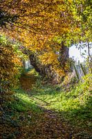Zonnige herfstkleuren 