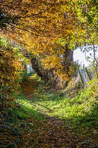Zonnige herfstkleuren 