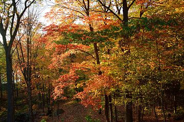 Herfstbomen bij zonsondergang van Frank's Awesome Travels