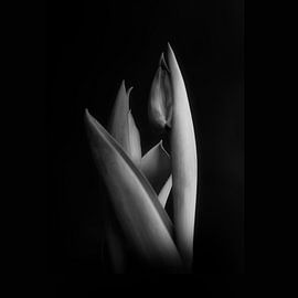 ein flüchtiger blick #004