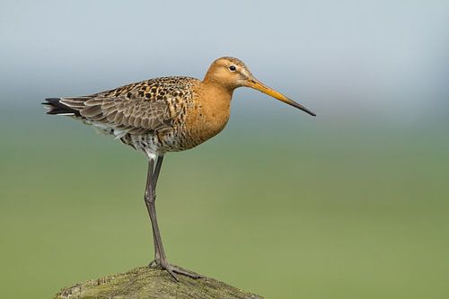 Black-tailed godwit on a pole