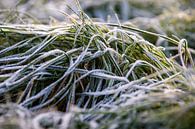 Frozen grass by Jan van Broekhoven thumbnail