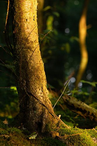 Bemostte boomstronk bij zonsopgang