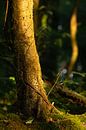 Bemostte boomstronk bij zonsopgang von Jasper van de Gronde Miniaturansicht