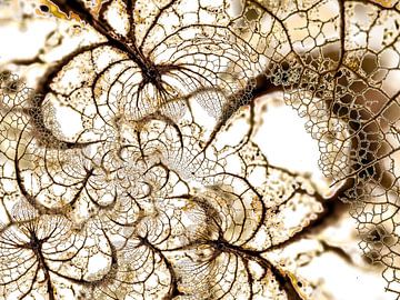 leaf vein of Hydrangea by Klaartje Majoor