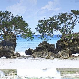 Mangrove trees on beach of Pemba island in Tanzania by Aagje de Jong