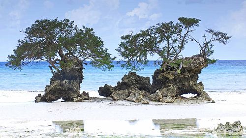 Mangrovebomen op strand van Pemba eiland in Tanzania van Aagje de Jong