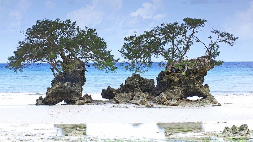 Mangrovenbäume am Strand der Insel Pemba in Tansania von Aagje de Jong