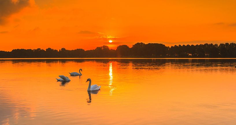 Zwanen bij zonsopkomst van Henk van den Brink