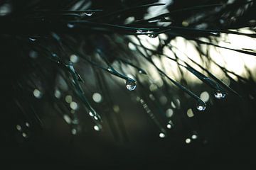 Pine needles with water drops by Jan Eltink